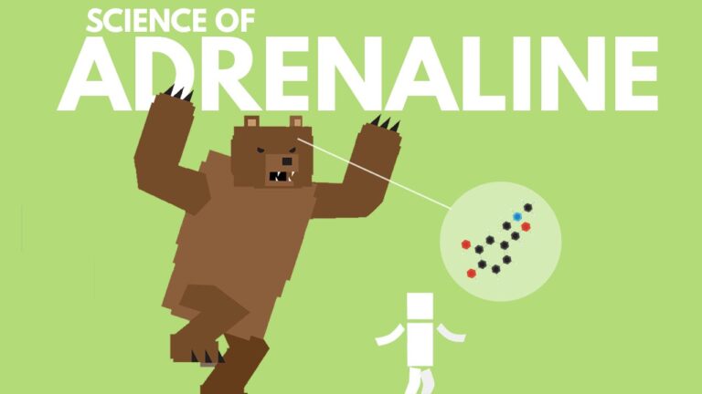 Illustrated bear chasing a person with a chemical structure in a bubble above. Text: "Science of Adrenaline" on green background.